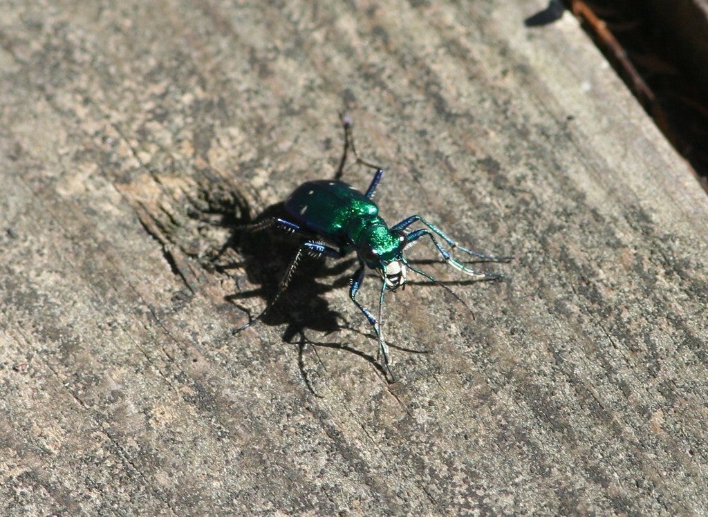mandibles of a six-spotted tiger beetle